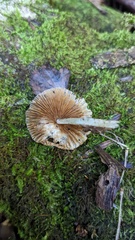 Bolbitius