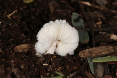 Agaricineae