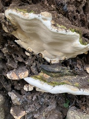 Polyporaceae