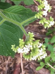 Heliotropium angiospermum