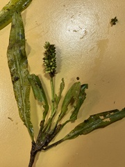Potamogeton alpinus