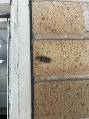 Pterygota