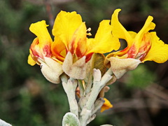 Stirtonanthus taylorianus