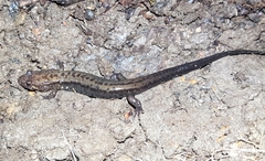 Desmognathus ochrophaeus