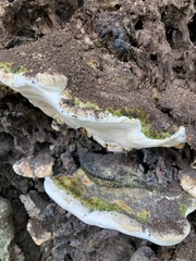 Polyporaceae