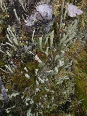 Cladonia digitata