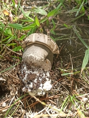 Leccinum duriusculum