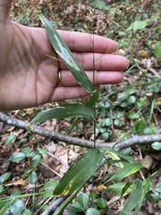 Dichanthelium latifolium