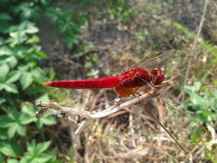 Crocothemis servilia mariannae