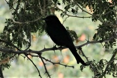 Dicrurus adsimilis apivorus