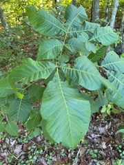 Carya glabra
