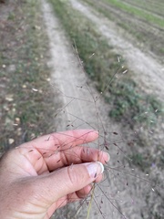 Eragrostis spectabilis