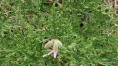 Pelargonium radens