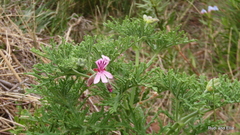 Pelargonium radens