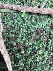 Azolla filiculoides