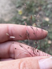 Eragrostis spectabilis