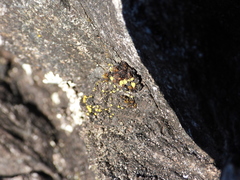 Candelariella aurella