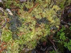 Peltigera membranacea