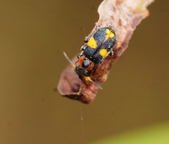 Dicranolaius rockhampton