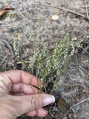 Polygonella articulata