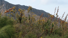 Stirtonanthus taylorianus