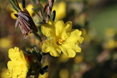 Hibbertia sericea