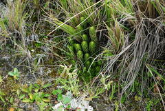 Phlegmariurus saururus