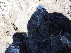 Candelariella aurella