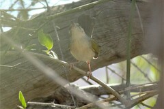 Camaroptera brachyura intercalata