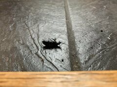 Carabus problematicus