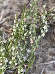 Polygonella articulata