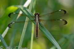 Libellula cyanea