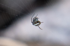 Leucauge argentina
