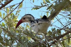 Tockus damarensis