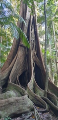 Ficus macrophylla