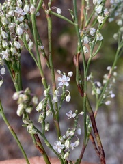 Polygonella articulata