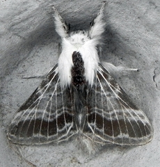 Tolype velleda