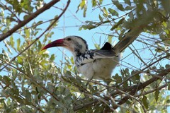 Tockus damarensis