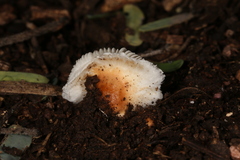 Agaricineae