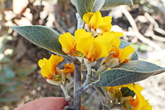 Stirtonanthus taylorianus