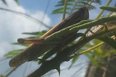 Schistocerca serialis cubense