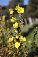 Hibbertia sericea