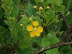 Callaeum macropterum