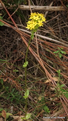 Sebaea hymenosepala