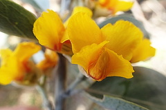 Stirtonanthus taylorianus