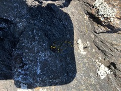 Candelariella aurella