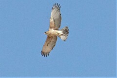Aquila spilogaster