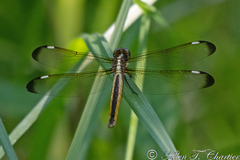 Libellula cyanea