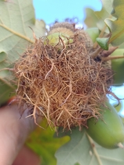 Andricus caputmedusae