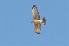 Aquila spilogaster